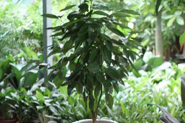 safe tree