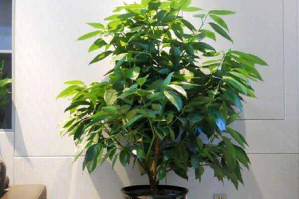 safe tree