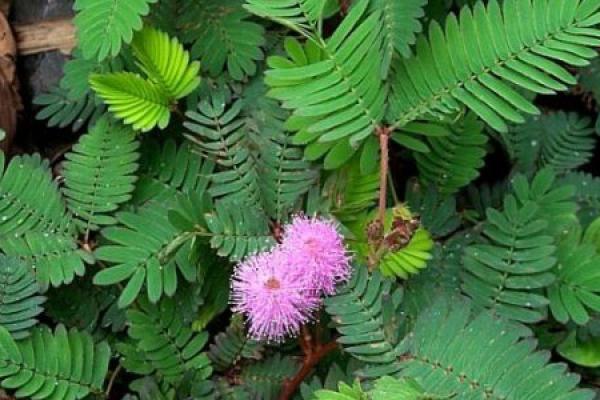 Mimosa pudica
