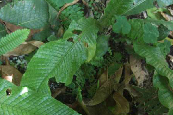 Adiantum lotus leaf