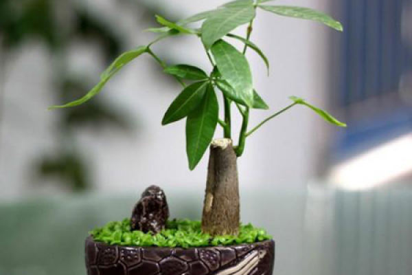 Fortune Tree