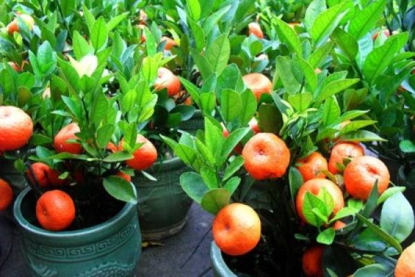 orange tree