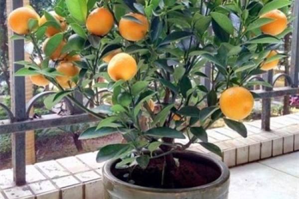 Orange Tree