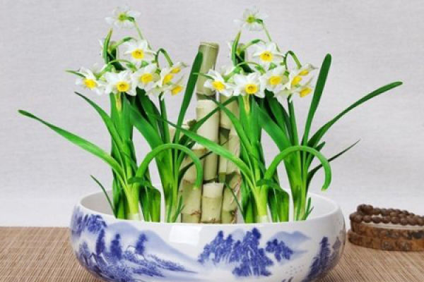 Narcissus