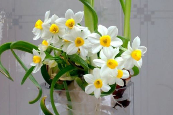 Narcissus