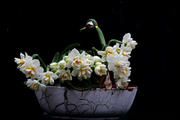 Narcissus