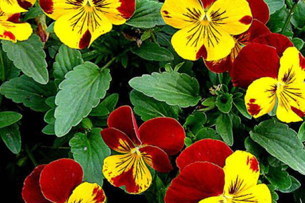 Pansy