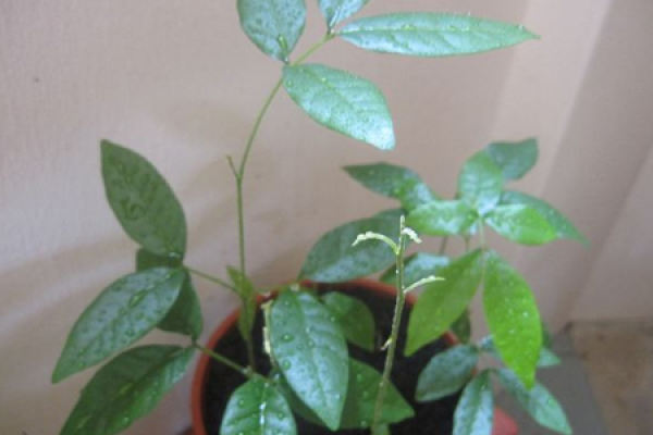 Platycodon grandiflorum