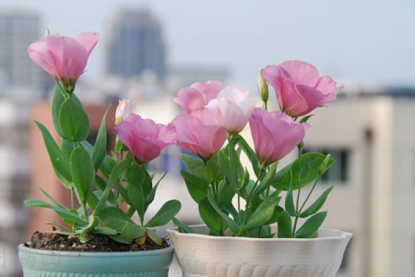 Eustoma grandiflorum