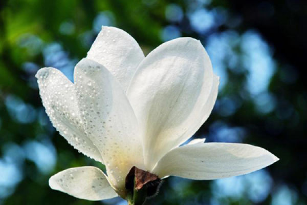 Magnolia