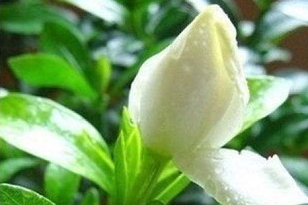 Magnolia denudata