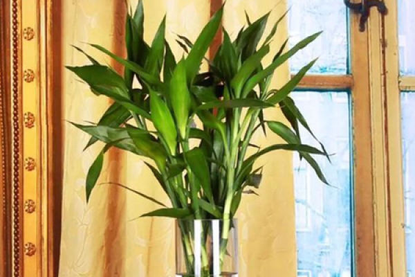 Lucky Bamboo