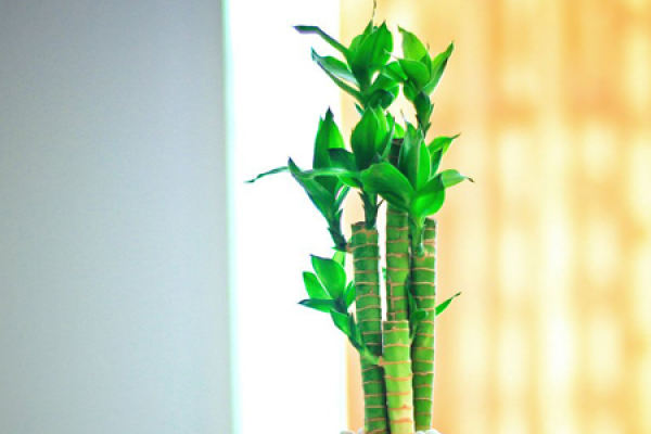 Lucky Bamboo