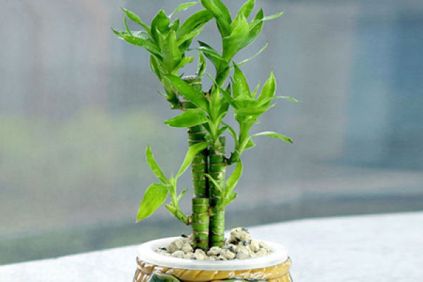 Fu Gui Zhu