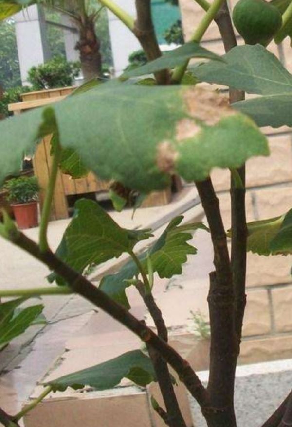 Figs