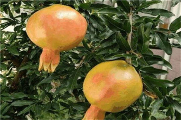 Pomegranate tree