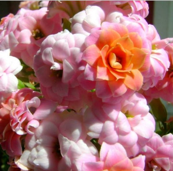 Jonquil