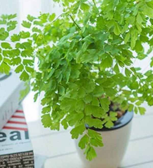 Maidenhair fern