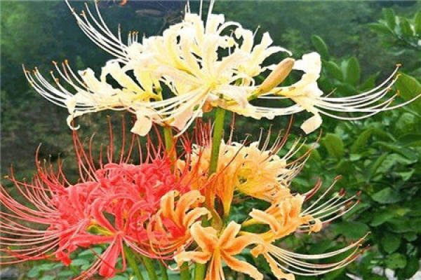 Lycoris radiata