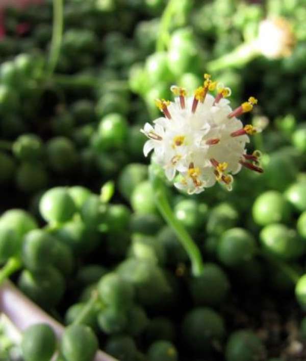 Chlorophytum comosum