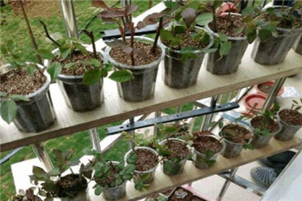 Cuttage seedling