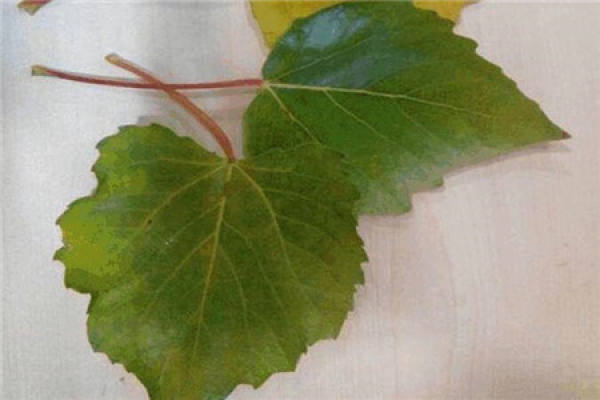 Poplar leaves