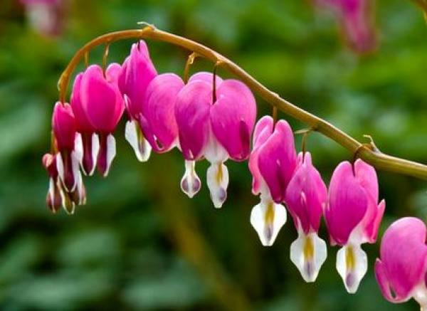 Platycodon grandiflorum