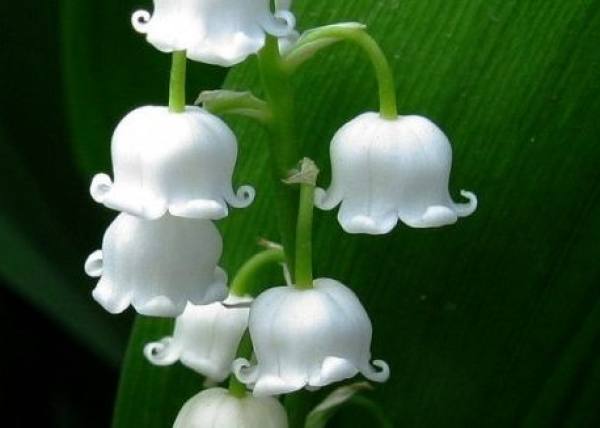Convallaria