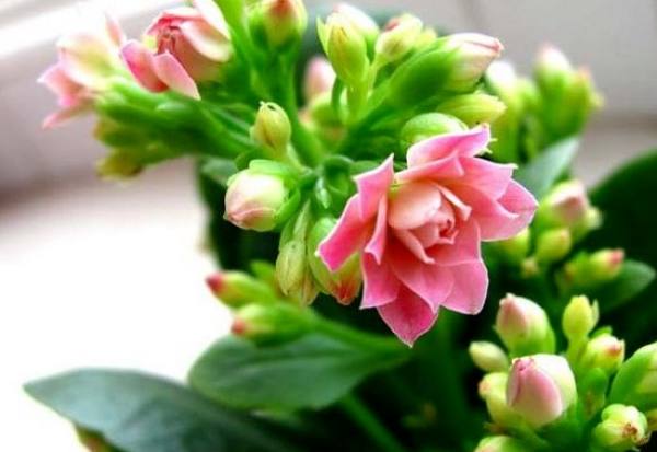 Jonquil
