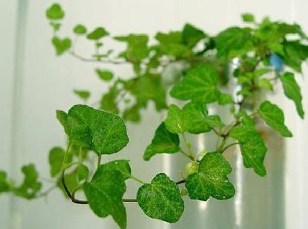 Ivy vine
