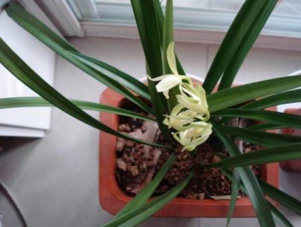 Orchid