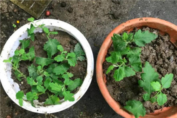 Cuttage millefolium