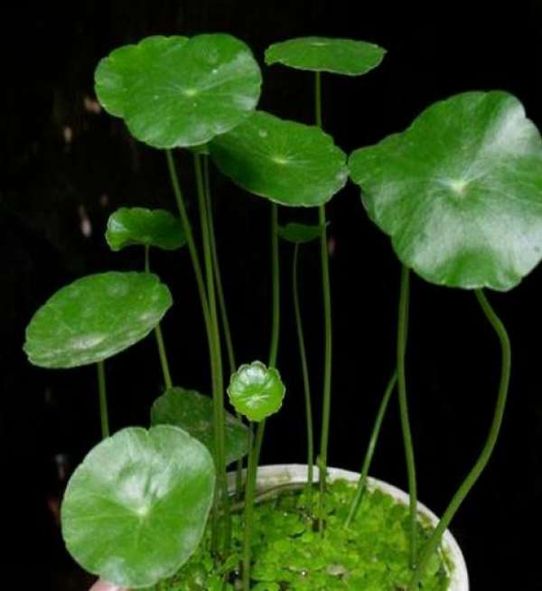 Herba Lysimachiae Christinae