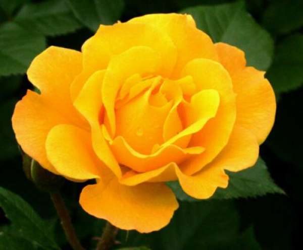 Chinese rose