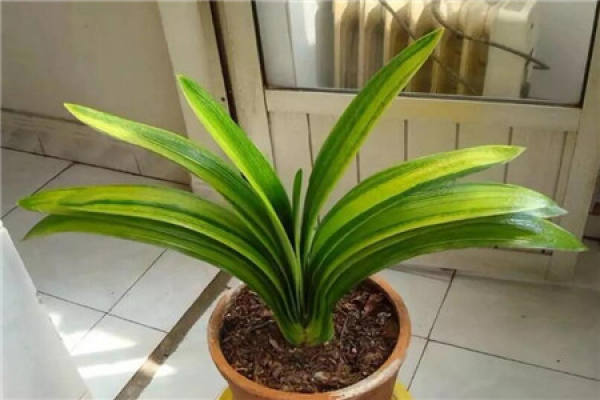 8000 yuan of Clivia