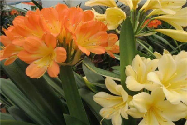 Flowering Clivia