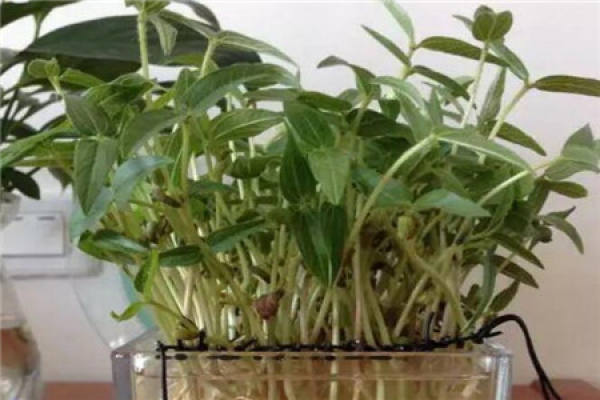 Hydroponic mung bean