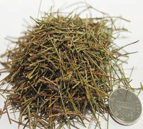 Pine Needle