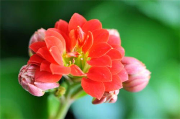 Flowers and plants