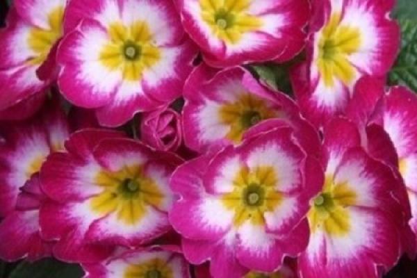 Primula