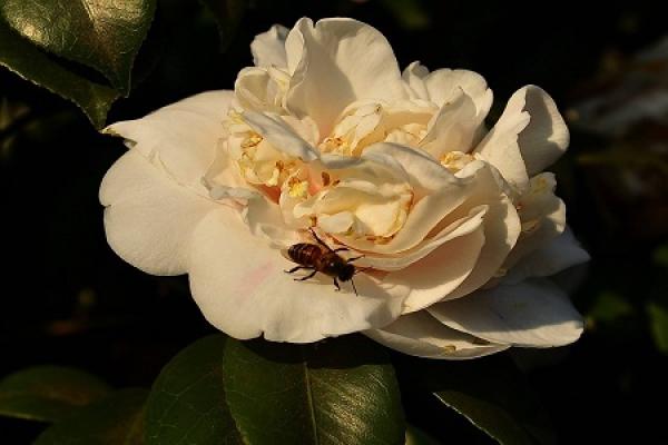 Camellia