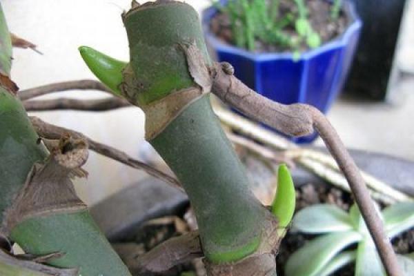 Cuttage of Monstera bambusa
