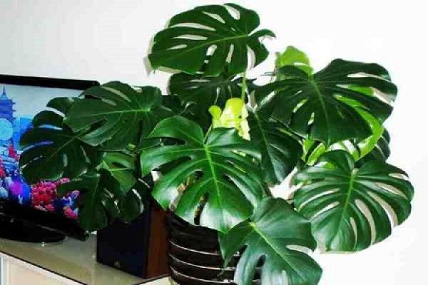 turtle's bamboo