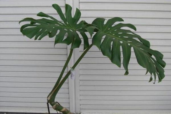 turtle's bamboo