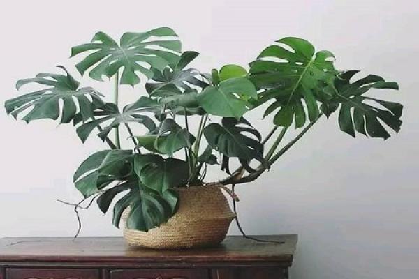Turtle Back Bamboo