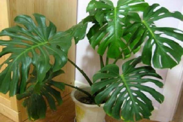 turtle's bamboo