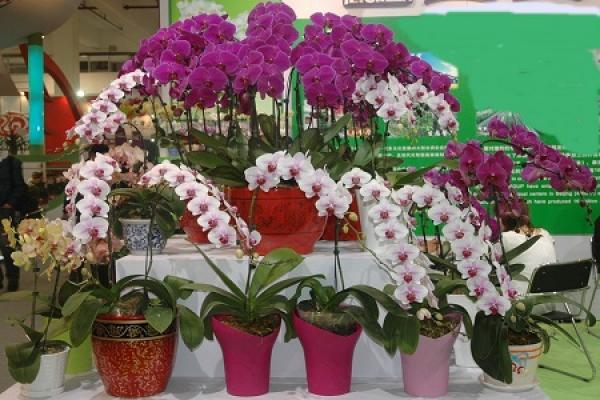 Phalaenopsis