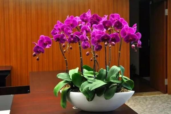 Butterfly Orchid