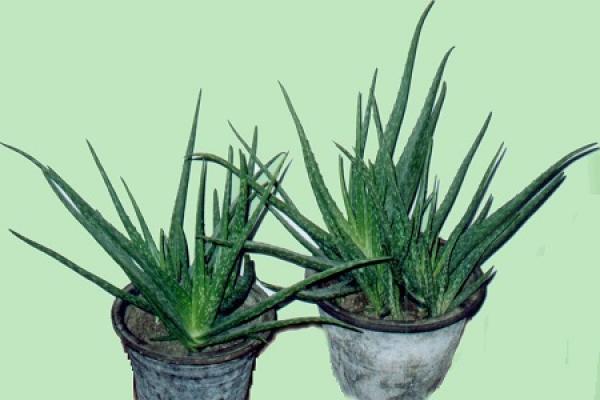 Aloe