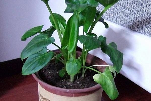Common Calla Lily